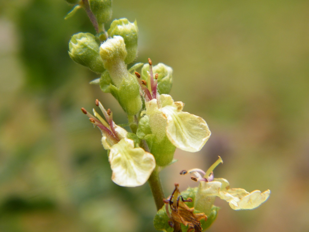 Teucrium scorodonia